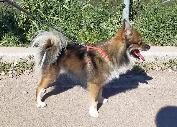 Fluffy, Splendido Volpino Italiano